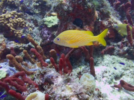 French Grunt IMG 6382